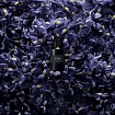 Парфюмерная вода IRIS PALLIDA 100ml